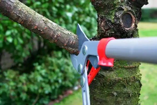 tree services Cornwall